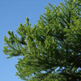 Fotografia da espécie Araucaria cunninghamii