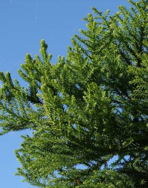 Fotografia 5 da espécie Araucaria cunninghamii no Jardim Botânico UTAD