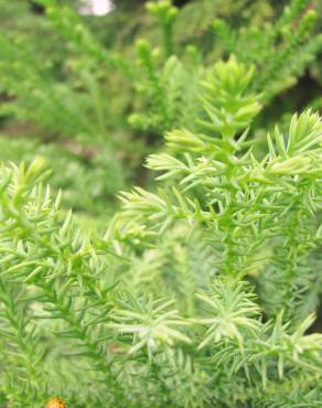 Fotografia 7 da espécie Araucaria cunninghamii no Jardim Botânico UTAD