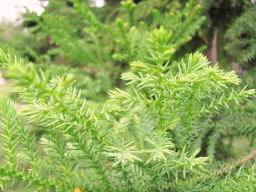 Fotografia da espécie Araucaria cunninghamii