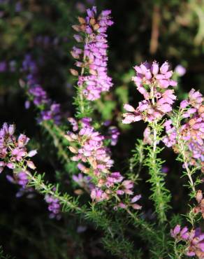 Fotografia 10 da espécie Erica cinerea no Jardim Botânico UTAD