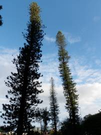 Fotografia da espécie Araucaria columnaris