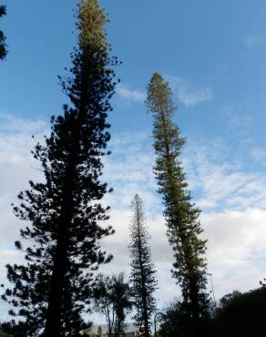 Fotografia 1 da espécie Araucaria columnaris no Jardim Botânico UTAD