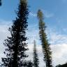 Fotografia 1 da espécie Araucaria columnaris do Jardim Botânico UTAD