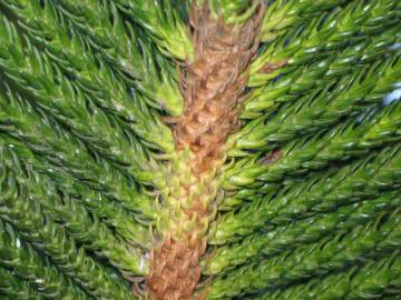 Fotografia da espécie Araucaria columnaris