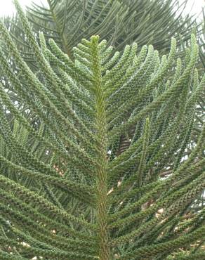 Fotografia 3 da espécie Araucaria columnaris no Jardim Botânico UTAD