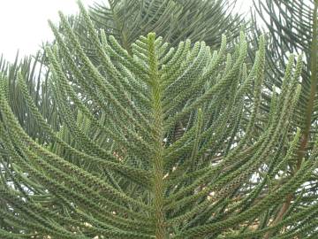 Fotografia da espécie Araucaria columnaris