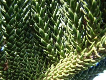 Fotografia da espécie Araucaria columnaris