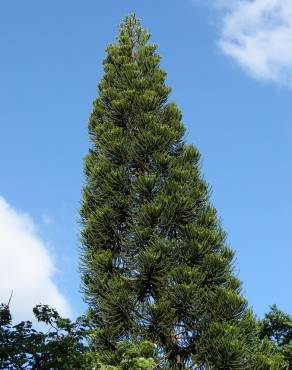 Fotografia 6 da espécie Araucaria columnaris no Jardim Botânico UTAD