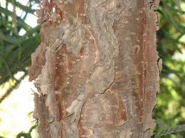 Fotografia da espécie Araucaria columnaris