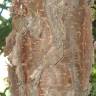 Fotografia 7 da espécie Araucaria columnaris do Jardim Botânico UTAD