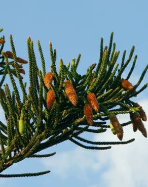 Fotografia 8 da espécie Araucaria columnaris no Jardim Botânico UTAD