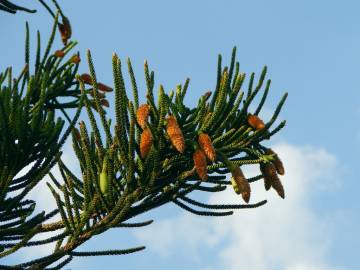 Fotografia da espécie Araucaria columnaris