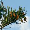 Fotografia 8 da espécie Araucaria columnaris do Jardim Botânico UTAD