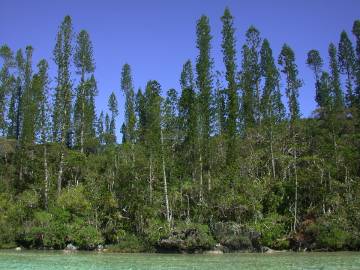 Fotografia da espécie Araucaria columnaris