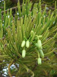 Fotografia da espécie Araucaria columnaris