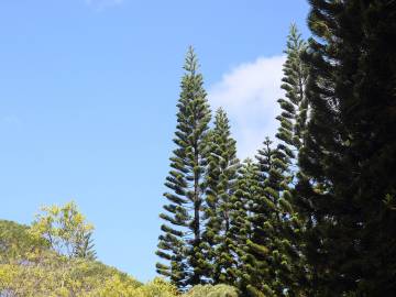 Fotografia da espécie Araucaria columnaris