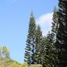 Fotografia 11 da espécie Araucaria columnaris do Jardim Botânico UTAD