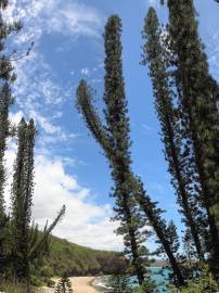 Fotografia da espécie Araucaria columnaris