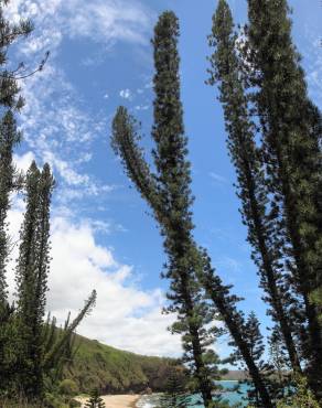 Fotografia 12 da espécie Araucaria columnaris no Jardim Botânico UTAD