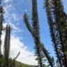 Fotografia 12 da espécie Araucaria columnaris do Jardim Botânico UTAD