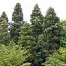 Fotografia 1 da espécie Agathis australis do Jardim Botânico UTAD