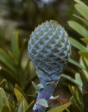 Fotografia 2 da espécie Agathis australis no Jardim Botânico UTAD