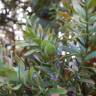 Fotografia 4 da espécie Agathis australis do Jardim Botânico UTAD