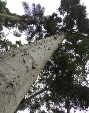 Fotografia 6 da espécie Agathis australis no Jardim Botânico UTAD