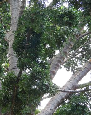 Fotografia 1 da espécie Agathis robusta no Jardim Botânico UTAD