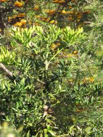 Fotografia da espécie Agathis robusta