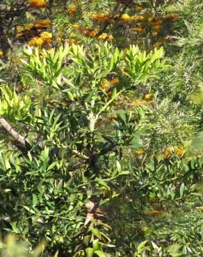 Fotografia 4 da espécie Agathis robusta no Jardim Botânico UTAD