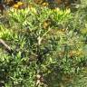 Fotografia 4 da espécie Agathis robusta do Jardim Botânico UTAD