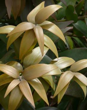 Fotografia 5 da espécie Agathis robusta no Jardim Botânico UTAD