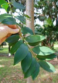 Fotografia da espécie Agathis robusta