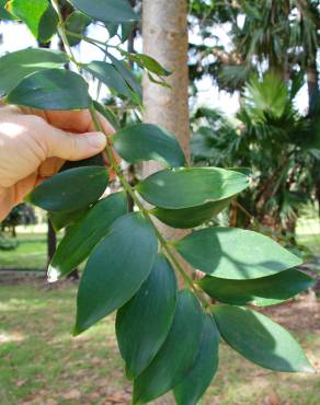 Fotografia 7 da espécie Agathis robusta no Jardim Botânico UTAD