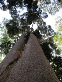 Fotografia da espécie Agathis robusta