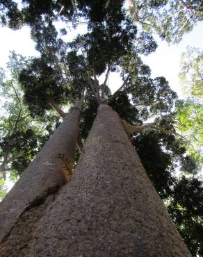 Fotografia 10 da espécie Agathis robusta no Jardim Botânico UTAD