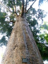 Fotografia da espécie Agathis robusta