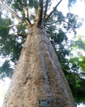 Fotografia 11 da espécie Agathis robusta no Jardim Botânico UTAD