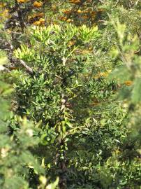 Fotografia da espécie Agathis robusta