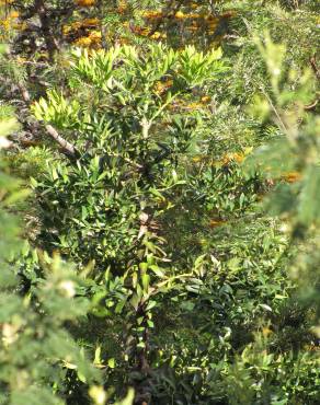 Fotografia 12 da espécie Agathis robusta no Jardim Botânico UTAD