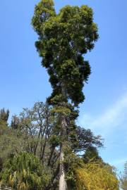 Fotografia da espécie Agathis robusta