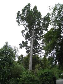 Fotografia da espécie Agathis robusta