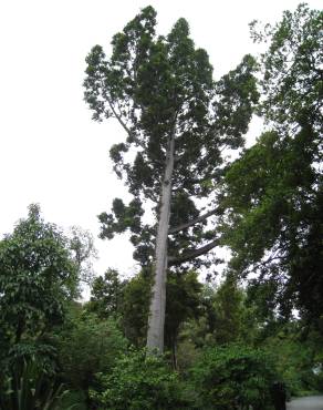 Fotografia 14 da espécie Agathis robusta no Jardim Botânico UTAD