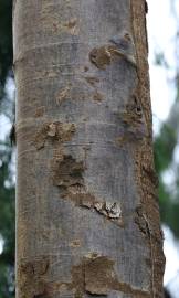 Fotografia da espécie Agathis robusta