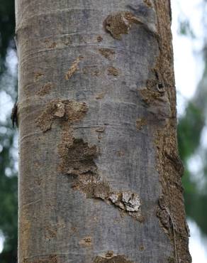 Fotografia 18 da espécie Agathis robusta no Jardim Botânico UTAD