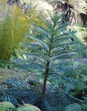 Fotografia 1 da espécie Wollemia nobilis no Jardim Botânico UTAD