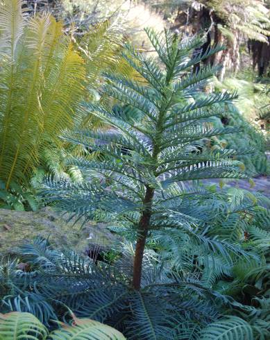 Fotografia de capa Wollemia nobilis - do Jardim Botânico