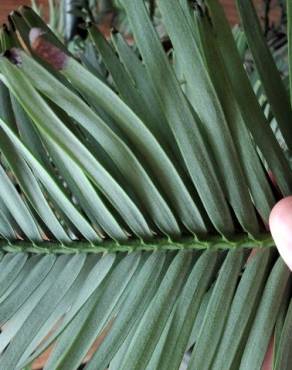 Fotografia 3 da espécie Wollemia nobilis no Jardim Botânico UTAD